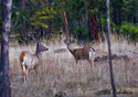 Odocoileus virginianus